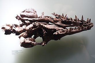 Skull Latoplatecarpus Royal Tyrrell.jpg