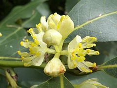 mannelijke bloemen