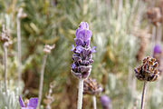 Bulir bunga lavender
