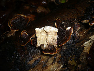 <i>Laxitextum</i> Genus of fungi