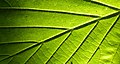 * Nomination Common Hazel - leaf. --Trachemys 12:49, 1 September 2010 (UTC) * Promotion  Comment The overall detail is good, but, unfortunately, the harsh top light spoils the image. --Quartl 11:30, 7 September 2010 (UTC)  Support I think is a interesting part of the image. QI imo --Carschten 16:25, 7 September 2010 (UTC)