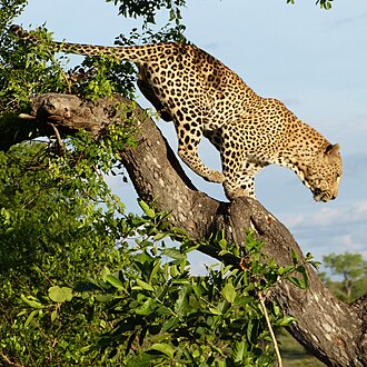 Londolozi Game Reserve is famous for its leopards population. Leopards of Londolozi (6619590395).jpg