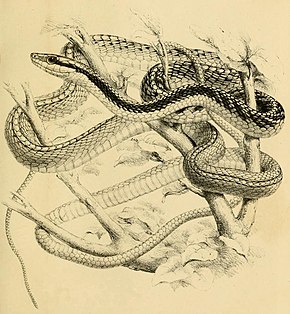 Resmin açıklaması Leptophis diplotropis.jpg.