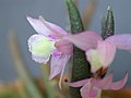 Leptotes harryphillipsii