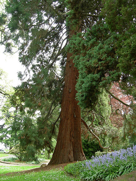 File:Leschi Park sequoia 01.jpg
