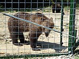 Deutsch: Bärenreservat Zărnești: Bim (Vordergrund) und Bam English: Libearty Bear Sanctuary: Bim (in front) and Bam