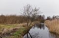 Lijsterbes (Sorbus) spiegelt zich in het water.