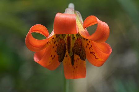 Tập_tin:Lilium_maritimum_2.jpg