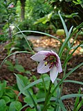 Lilium nanum (1).jpg