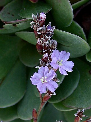 <i>Limonium hyblaeum</i> Species of plant