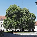 Die Linden im Schlosshof (bis August 2014)