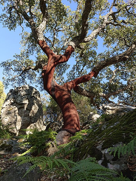 File:Llano de las tumbas ,sendero hacia la garganta del capitán ,Algeciras .árbol adueñándose de las rocas.jpg