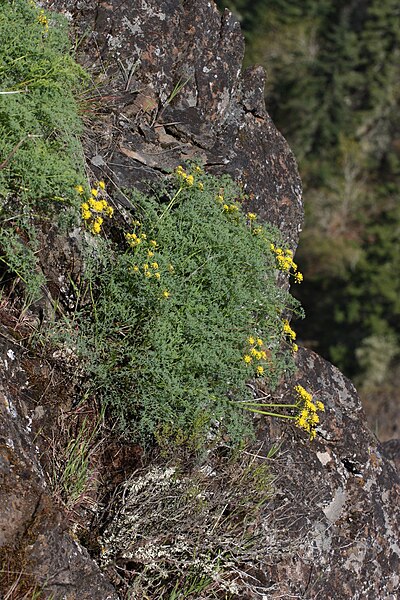 File:Lomatium grayi 3706.JPG