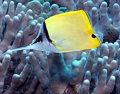 Description de l'image Longnose Butterflyfish.jpg.