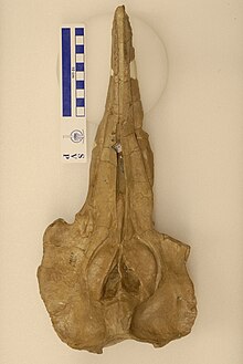 Lophocetus sp skull.jpg