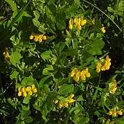 Lotus ornithopodioides