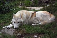 Indivíduo de lobo-do-rio-Mackenzie