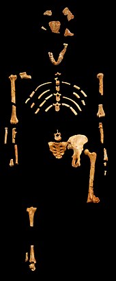 Cast of the skeleton of Lucy, an Australopithecus afarensis Lucy blackbg.jpg