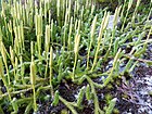 Lycopode en massue (massif des Vosges).jpg