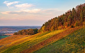 Löwenstein - Wolfertsberg - Weinberge und Waldrand im Oktober