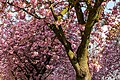 * Nomination Blossom of cherry trees in Schulstrasse, Münster, North Rhine-Westphalia, Germany --XRay 03:40, 17 April 2020 (UTC) * Promotion  Support Good quality -- Johann Jaritz 04:27, 17 April 2020 (UTC)