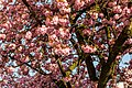 * Nomination Blossom of cherry trees in Schulstrasse, Münster, North Rhine-Westphalia, Germany --XRay 03:28, 29 April 2020 (UTC) * Promotion  Support Good quality -- Johann Jaritz 03:53, 29 April 2020 (UTC)