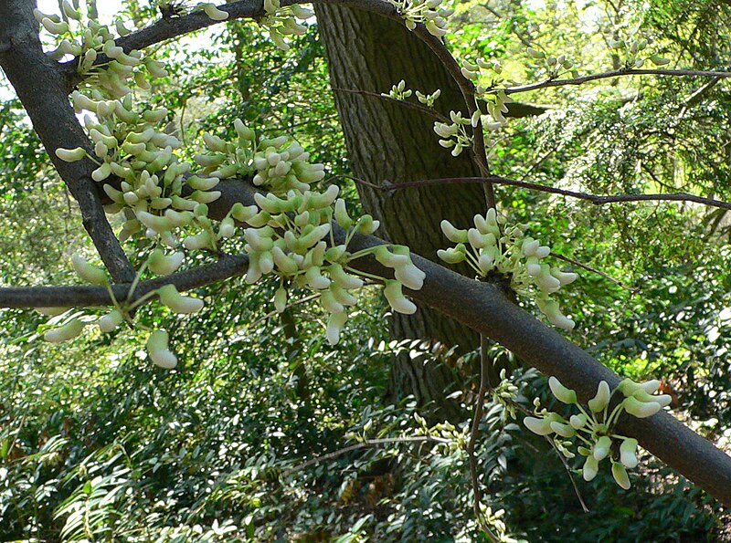 File:MP - cercis canadensis.jpg