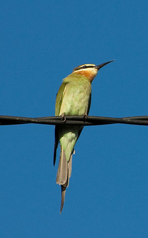 Olive Bee-Eater