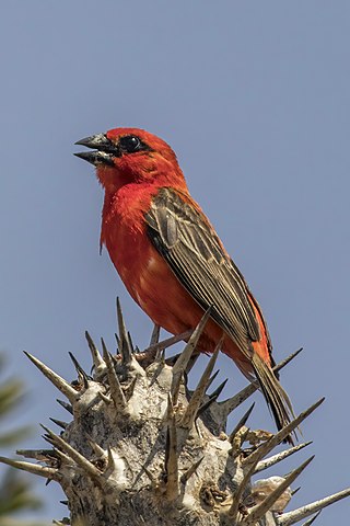 <span class="mw-page-title-main">Red fody</span> Species of bird