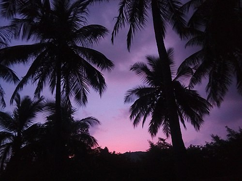 silhouette of coconut trees during a lovely dusk