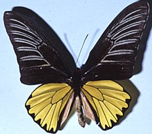 Troides magellanus, also known as the Magellan birdwing butterfly Magellana.jpg