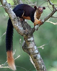 Malabar Giant Squirrel.jpg