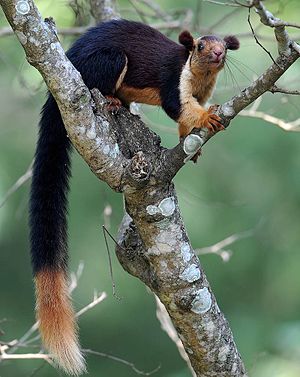 Esquilo gigante do rei (Ratufa indica maxima)