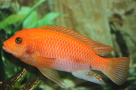 Оранжевая аквариумная рыбка. Цихлида Псевдотрофеус Зебра. Цихлиды Псевдотрофеус Зебра. Зебра Малавийская цихлида. Псевдотрофеус Зебра красная.