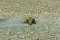 * Nomination Overgrown tree stump in the Seebach stream, Seebach Valley near Mallnitz, High Tauern National Park, Carinthia, Austria --Uoaei1 03:50, 2 October 2019 (UTC) * Promotion  Support Good quality. -- Johann Jaritz 04:14, 2 October 2019 (UTC)