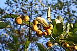 Malus toringoides üçün miniatür