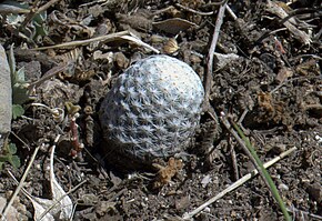 Beskrivelse av Mammillaria albiflora .jpg-bildet.