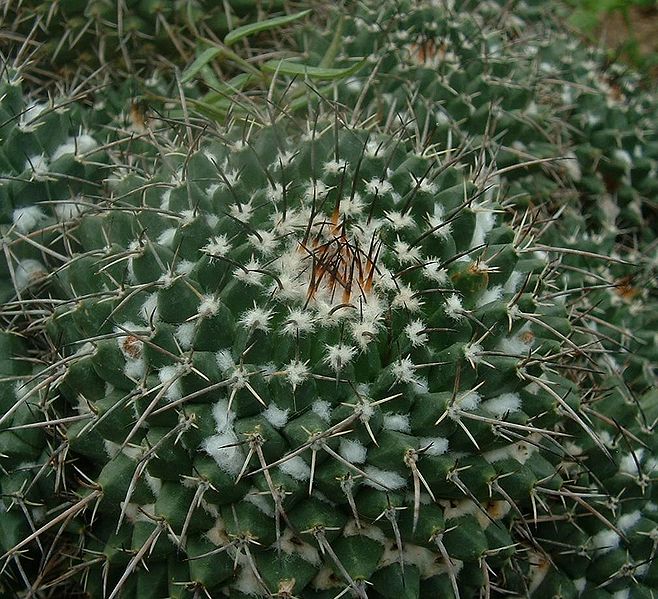 File:Mammillaria crocidata01.jpg