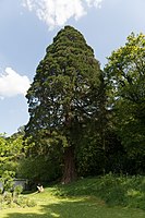 Mammutbaum (Sequoiadendron giganteum)