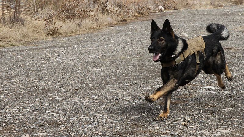 File:Man’s best friend plays pivotal role in IED defeat 130227-A-TT250-238.jpg