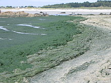 Marée verte sur la plage : les algues nous assiègent