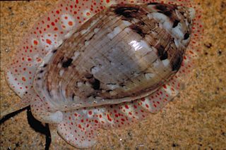 <i>Marginella</i> Genus of gastropods