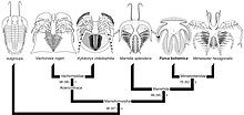 Marrellomorph phylogeny from Rak et al., 2013 Marrellomorph phylogeny.jpeg