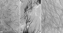 Mars Global Surveyor (MGS) Mars Orbiter Camera (MOC) images of dust devil tracks. Mars dust devil tracks.jpg