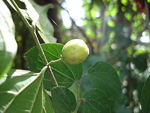 Celtis Toka: Plantspesie