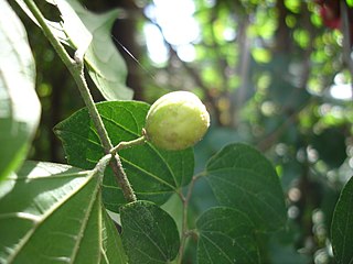 <i>Celtis toka</i> Species of plant