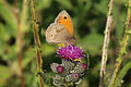 * Nomination Meadow brown butterfly (Maniola jurtina) female, Coltishall. Norfolk --Charlesjsharp 07:31, 17 April 2015 (UTC) * Promotion Good quality. --Cccefalon 08:01, 17 April 2015 (UTC)