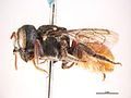 Megachile abdominalis f.jpg