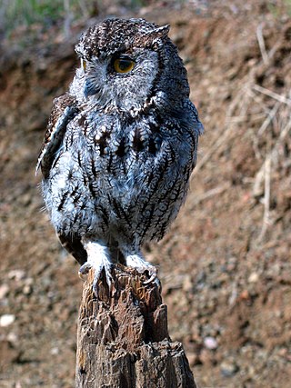 <span class="mw-page-title-main">Western screech owl</span> Species of owl
