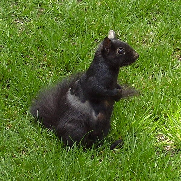 Melanistic black eastern grey squirrel (Sciurus carolinensis)